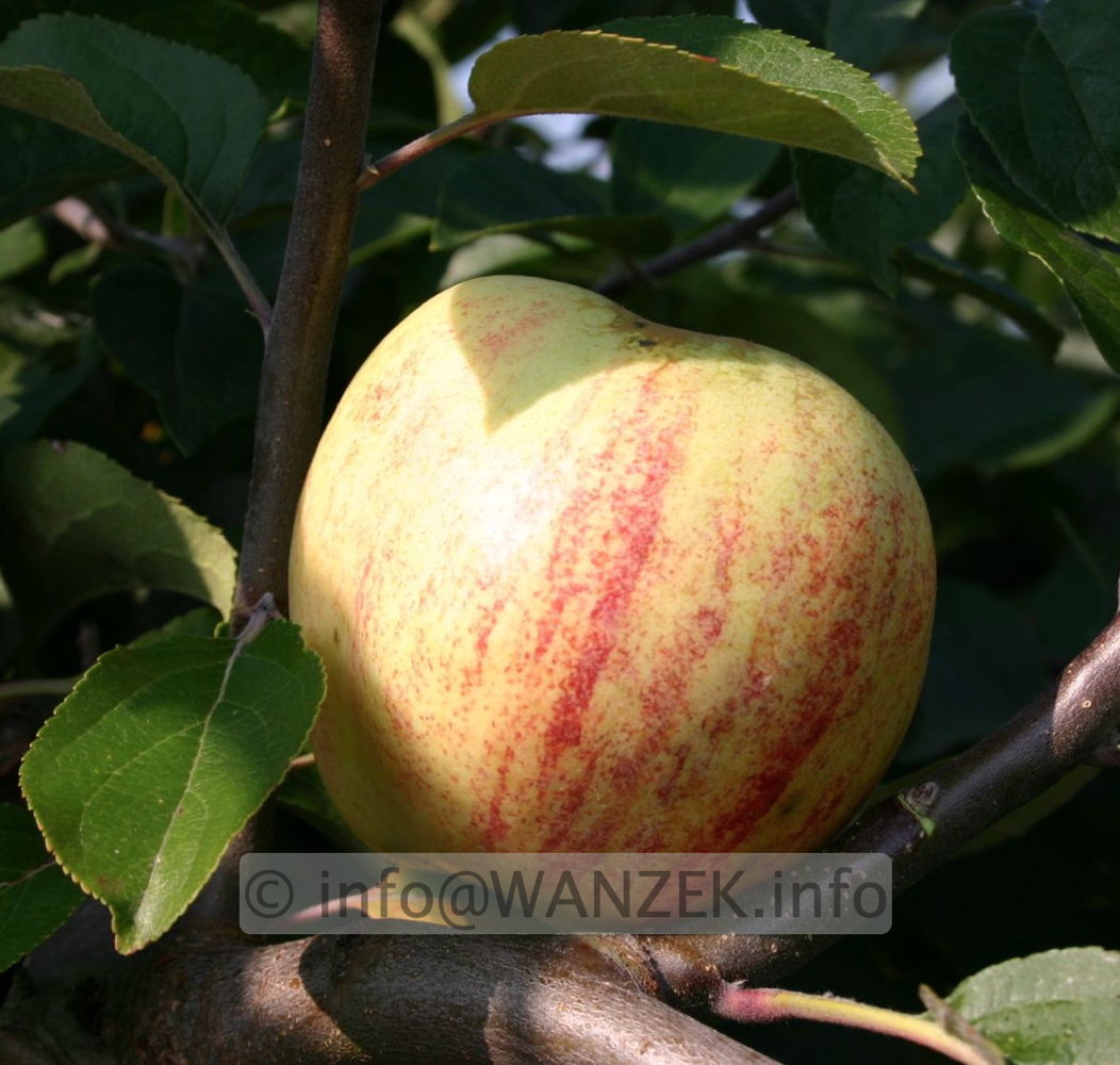 Apfel Gravensteiner 01.png